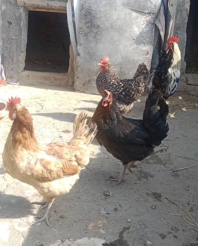 Golden Misri 1 Male 5 Female Egg laying