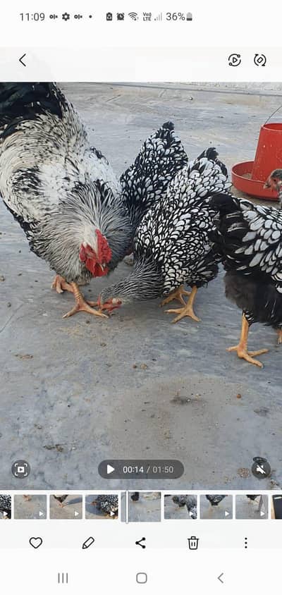 wyndotte top quality set available