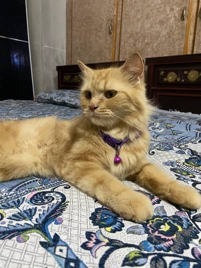 Persian Cat