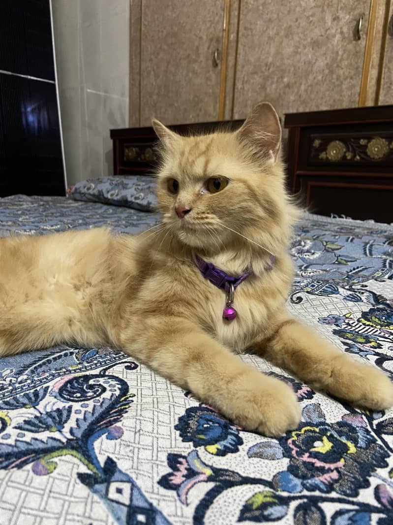 Persian Cat 2