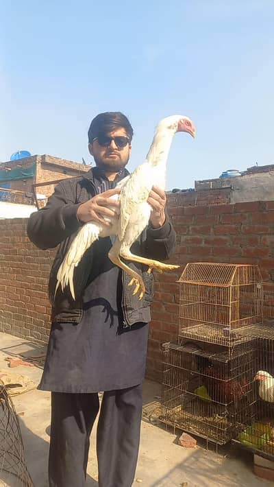 Paper White Japanese Shamo Aseel