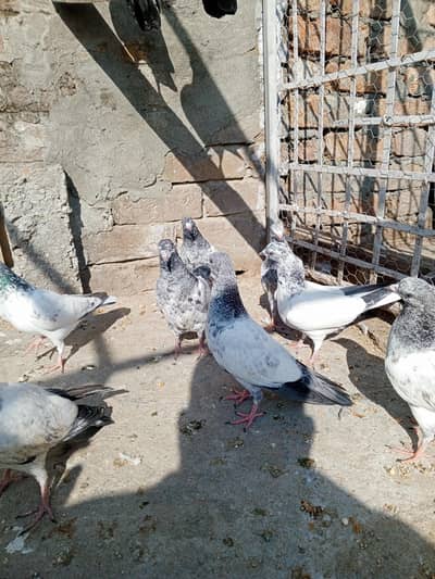 ferozpuri+motion walay+golden bachay or aik wehshi pair available ha