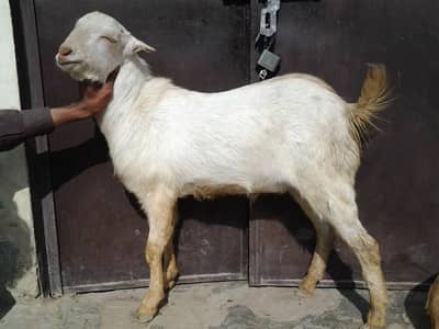 tedi bakra male for sale