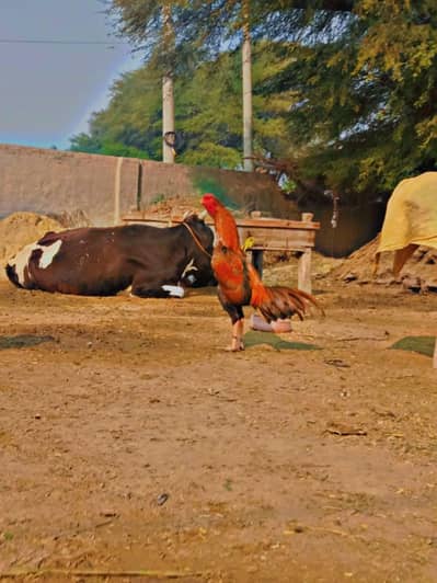 Aseel patha for sale