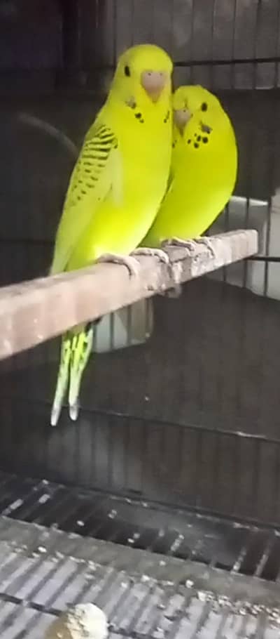 Lemon TCB king size and curest phaty