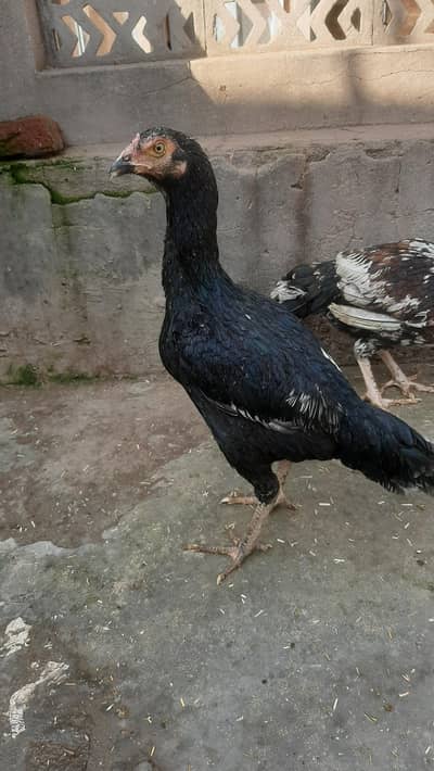 Aseel Mushki Murghi Aur Cheeni Murghi For Sale