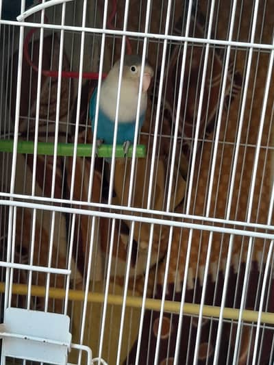 2 Portion Cage with Lovebirds Pair For Sale Urgent.