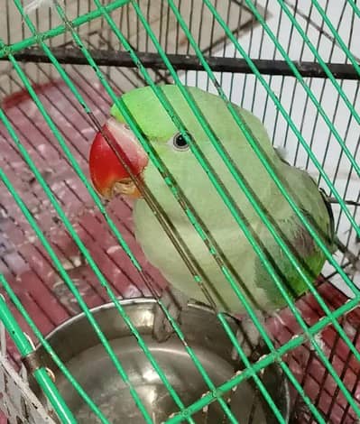 raw hand tame parrot