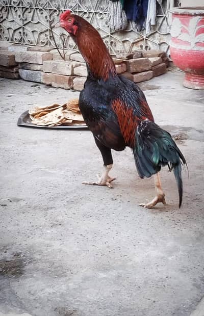 Full size aseel pathaa.