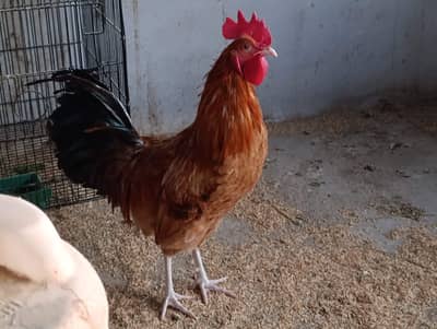 1 Desi murgha Desi rooster murga breeder