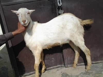 tedi bakra male for sale