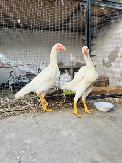 White shamo 2 females