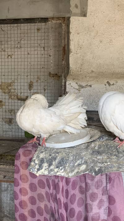 English or modern fantail