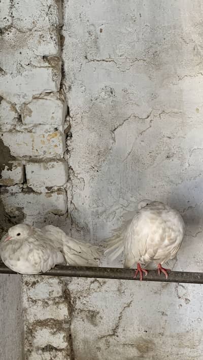 English or modern fantail