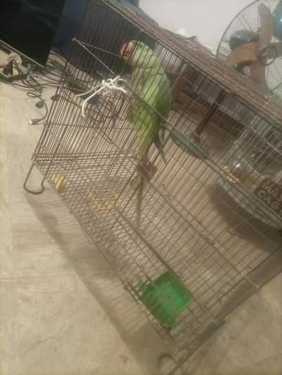 parrot Alexander female