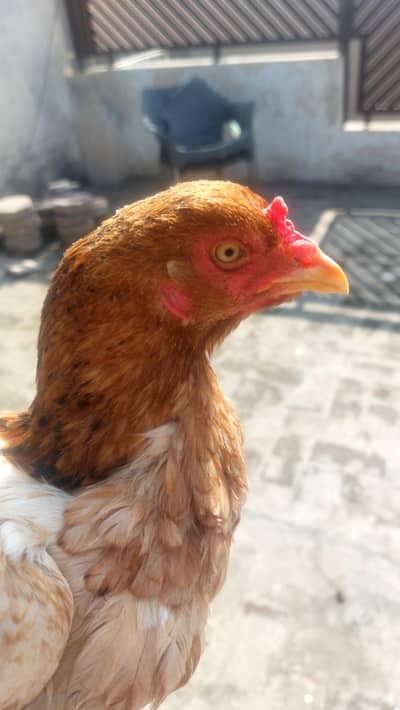 Aseel Hen | Active |  PAF Colony