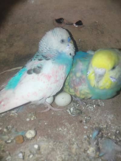 1)blue or white mix hai tota , 2) orange or green color toti