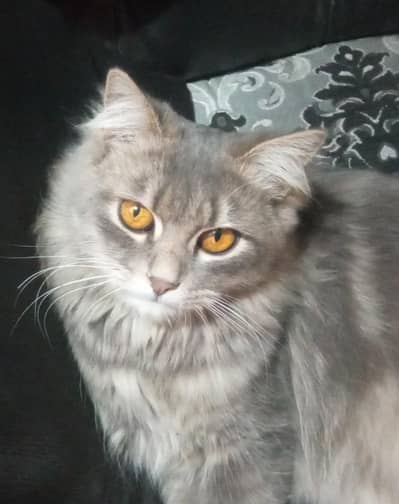 Double Coat Mixed Breed Male Cat