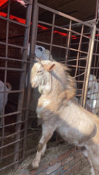 breeder burburra/teddy/bakra/goat/