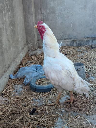 Heera aseel Breeder 1 Saal 7 month