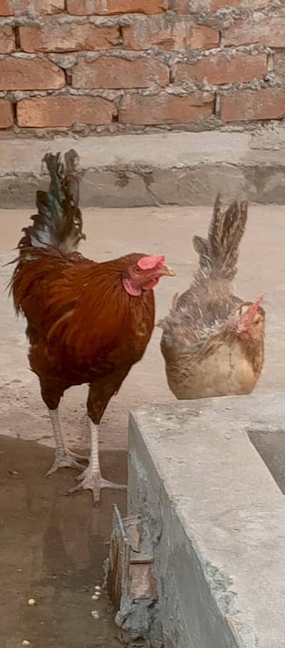 Beautiful Aseel pair 03454162260