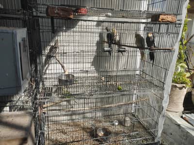 White Cockatiel  breeder pair and eggs