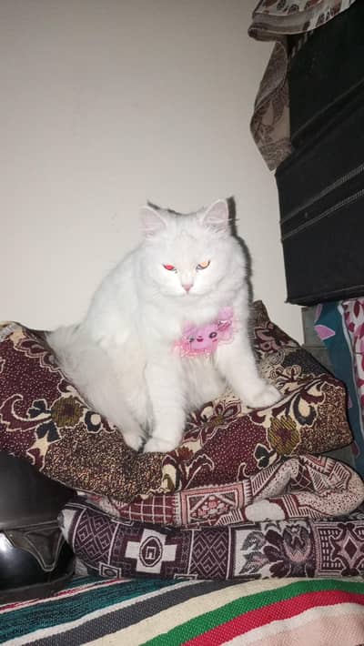 perssion cat for sale