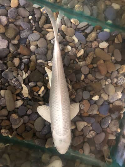 carb with high fin for sell