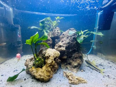 Fish Aquarium tank | Fishes | Filter | Air pump|aq Stand | Fish food