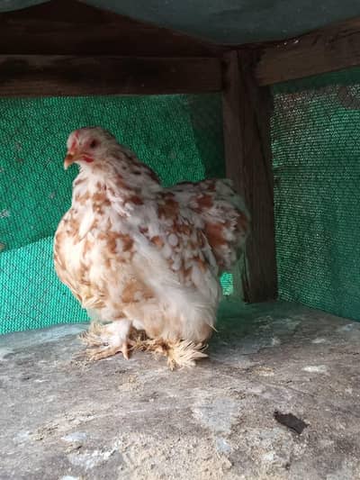 Parceline Bantam Pair