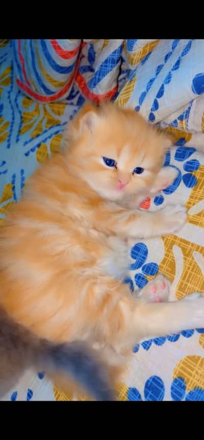 Orange Persian cat