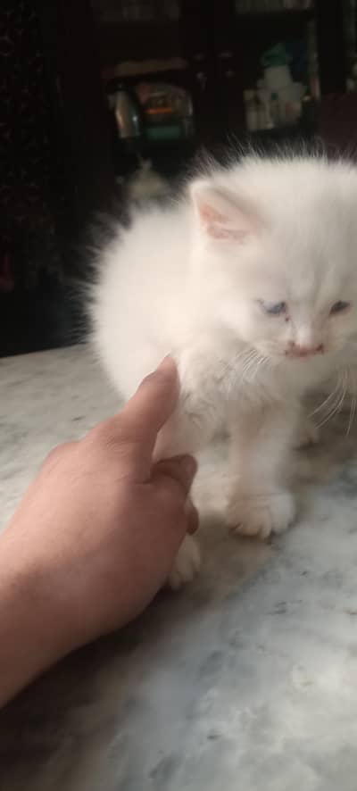 Persian kitten