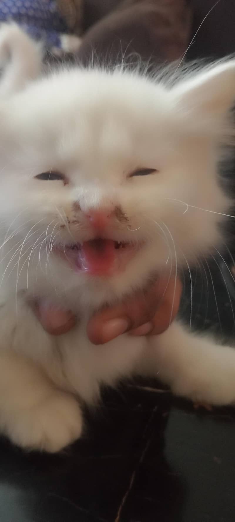 Persian kitten 1