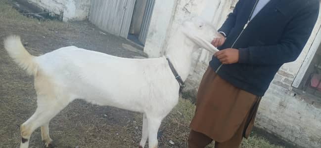 Rajanpuri female urgent for sale