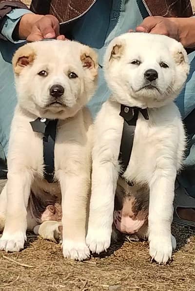 Alabai dabal Hadi havey bone stacture security dogs for sale pair