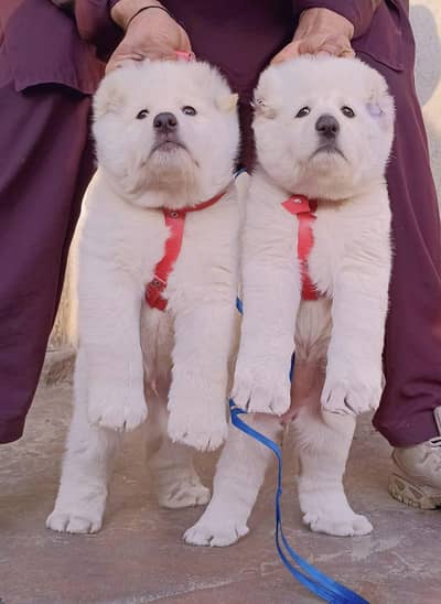Alabai dabal Hadi havey bone stacture security dogs for sale pair