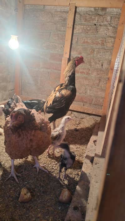 Jawa Aseel murgha set up