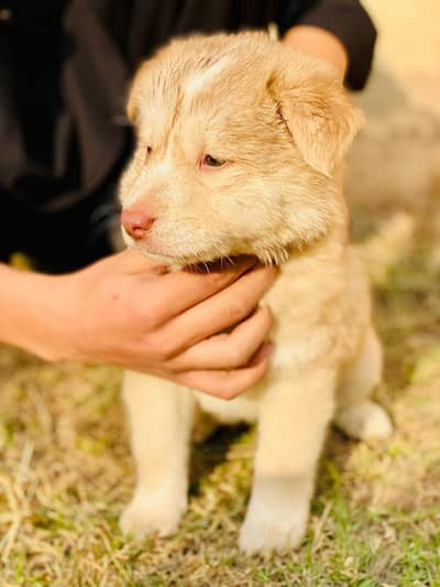 Siberian Husky male female Puppies available for sale