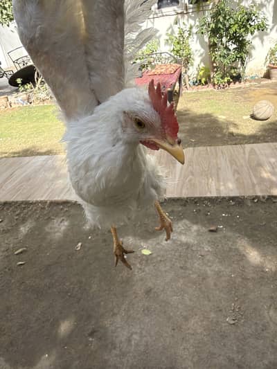 Come on, eat come on, quick, quick, quick, quick, quick