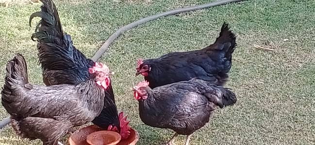 1 Cock and 3 hen's