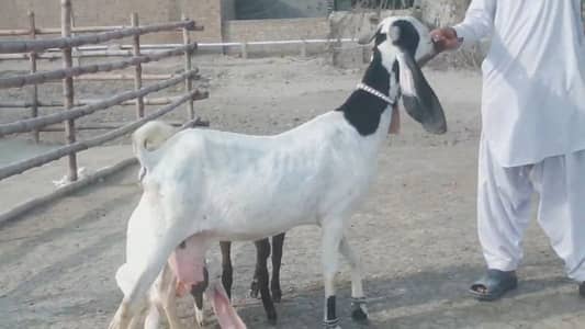 2 Bacchon Ka Sath Desi Bakri For Sale call _ 03147608930