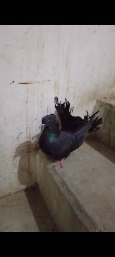 black laka male for sale Whatsapp 03052353155