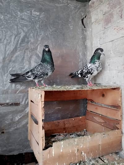 pure dubb Wala pair  old blood line  breed