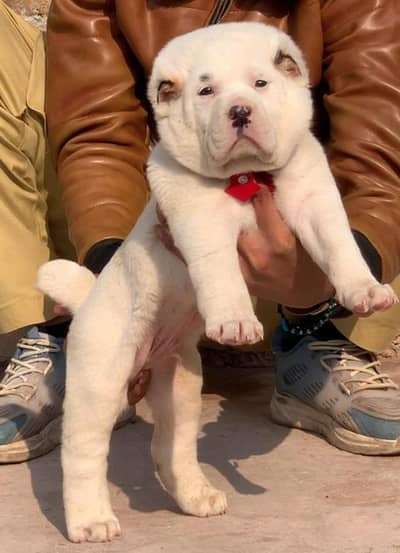 king Alabai dabal Hadi havey bone stacture security dogs for sale male