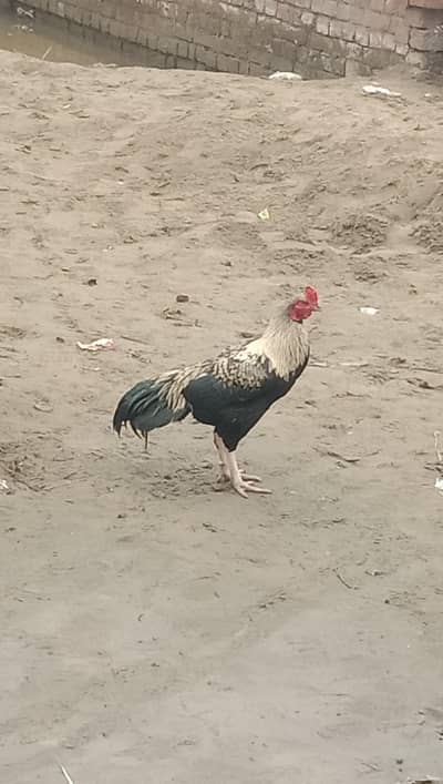 Aseel mirga for sell home bread  yung age whatspp number par rabta kar