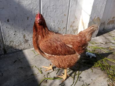 Pure Andoo wali  murghi