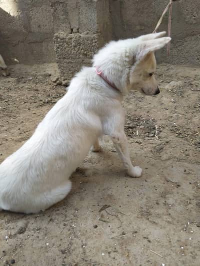 Russian female dog 10months old healthy active playful