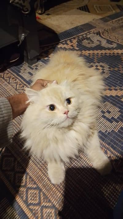 Persain Triple coated Punch face cat Available