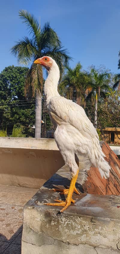 SHAMO | WHITE SHAMO | KING SHAMO CHICKS | JAPANESE SHAMO