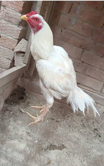 White heera full long height double haddi ma